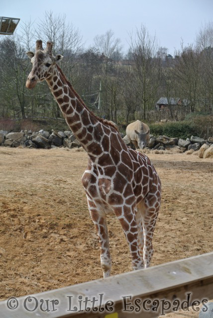 giraffe rhino colchester zoo feeding time for the animals