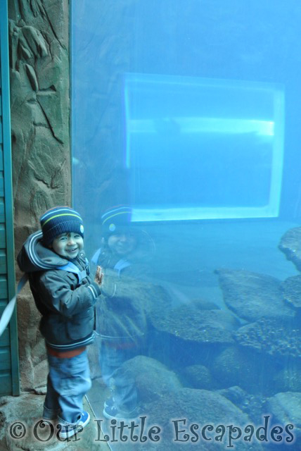 smiling ethan sealion tank visiting colchester zoo