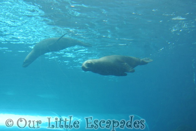 two swimming sea lions colchester zoo gold pass