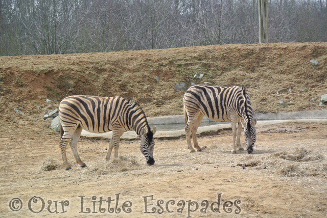 zebras colchester zoo feeding time for the animals