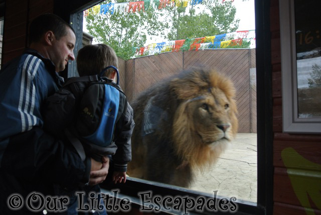 darren ethan lion ethans first colchester zoo gold pass