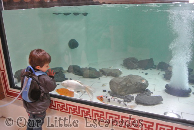 ethan looking koi fish tank ethans first colchester zoo gold pass