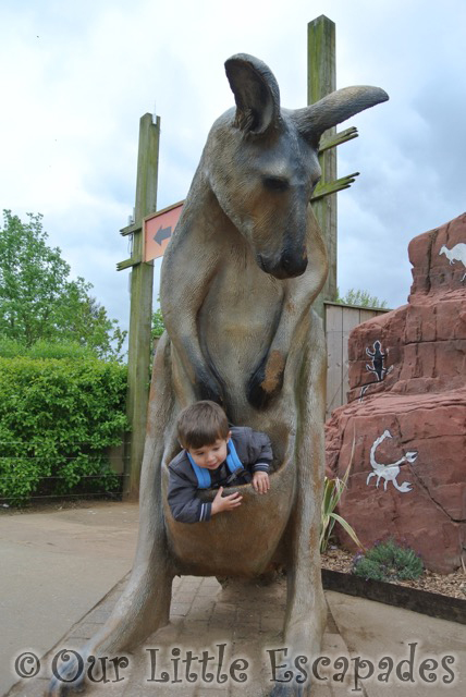 ethan model wallaby pouch ethans first colchester zoo gold pass