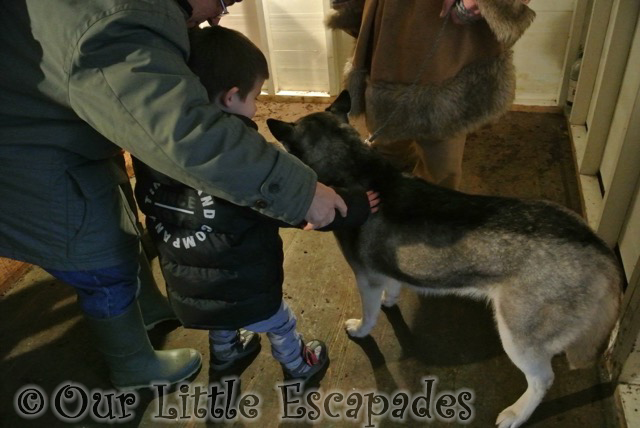 ethan stroking husky