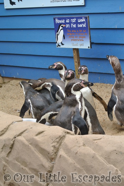 humboldt penguins penguin shores colchester zoo ethans first colchester zoo gold pass