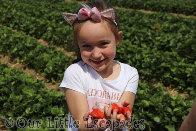 little e holding strawberries socially distanced strawberry picking