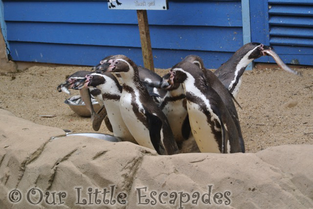 penguins feeding penguin shores colchester zoo ethans first colchester zoo gold pass