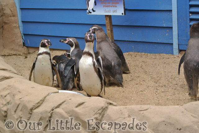 penguins penguin shores colchester zoo ethans first colchester zoo gold pass