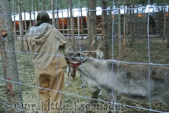 reindeer handler two reindeer