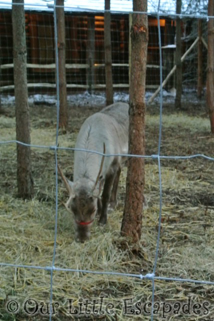 reindeer