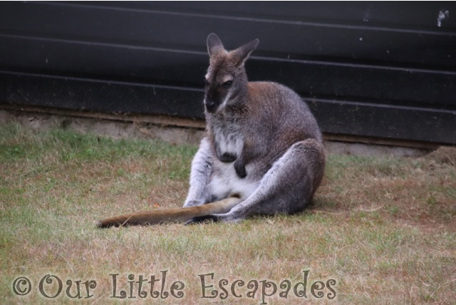 wallaby