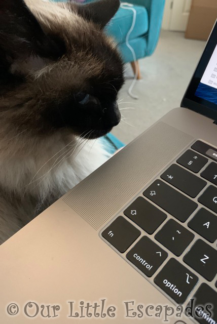 neo ragdoll cat watching laptop 2021 Week 9