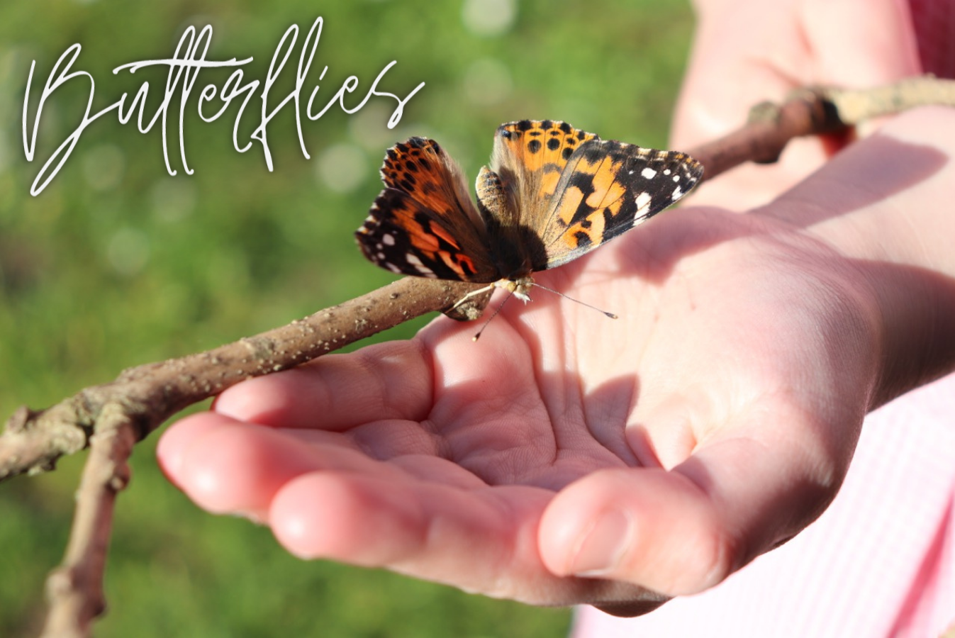 Butterflies