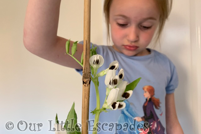 broad bean flowers little e 2021 Week 18