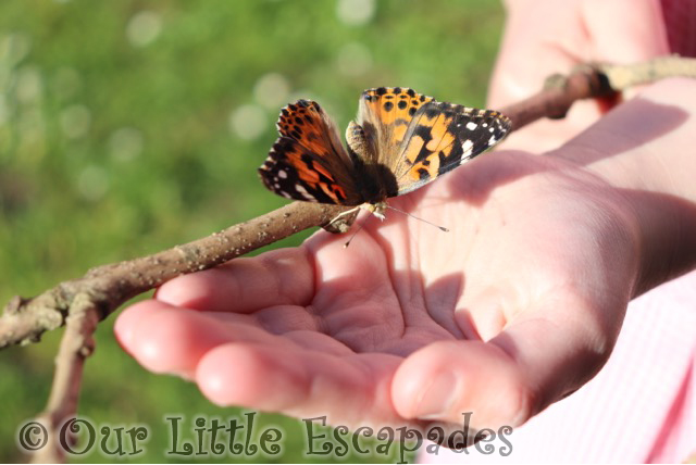 painted lady butterfly little es hand