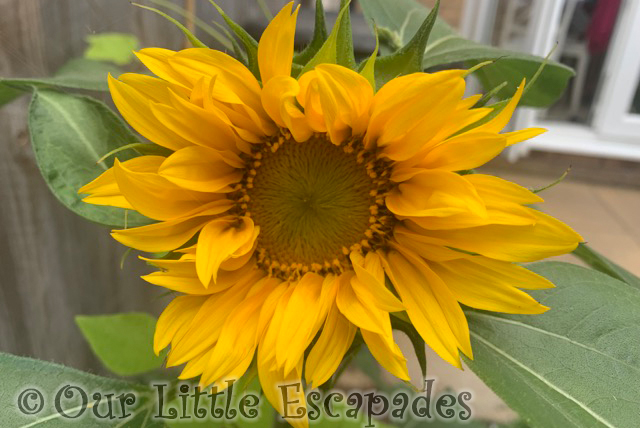 second sunflower opening project 365 2021 Week 31