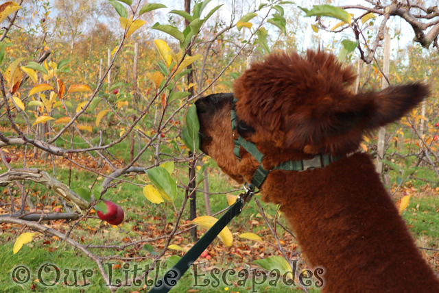 brown alpaca eating leaves alpaca trekking chelmsford