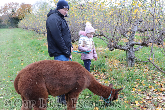 darren little e poncho alpaca trekking chelmsford