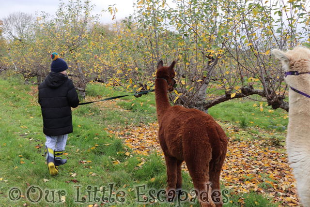 ethan walking brown alpaca pickle