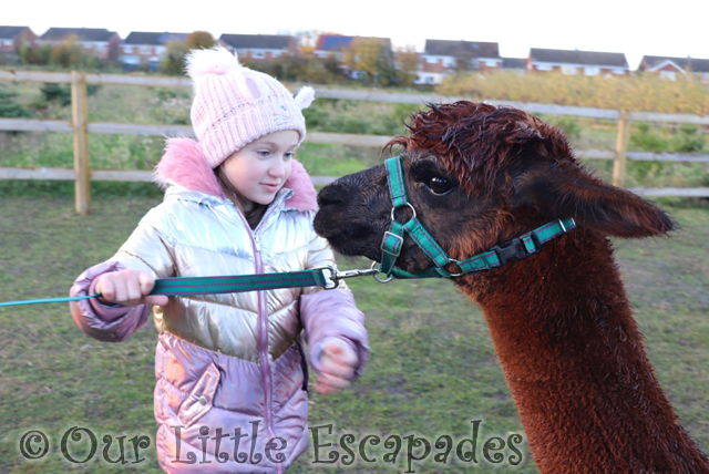 little e brown alpaca poncho alpaca trekking chelmsford