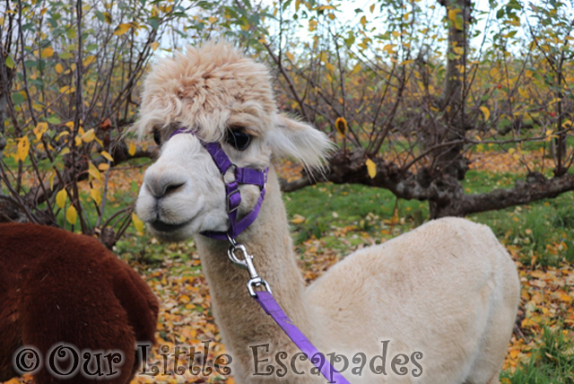 white alpaca popcorn alpaca trekking chelmsford