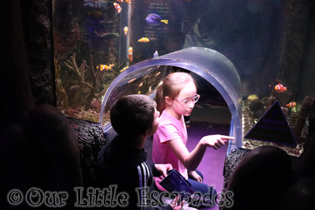 ethan little e clown fish viewing area sea life manchester