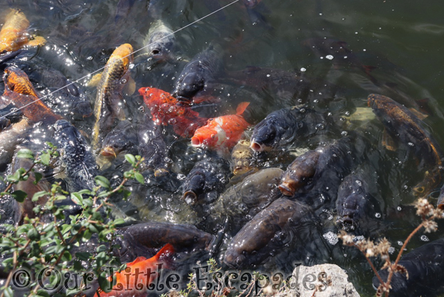 koi merrivale model village