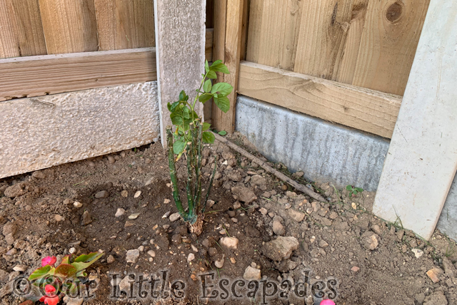 rose bush project 365 2023