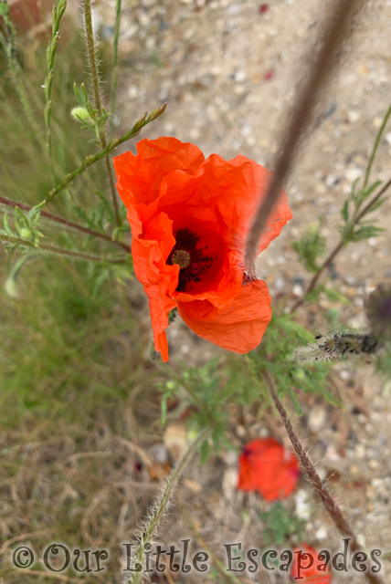 wild poppy project 365 2023