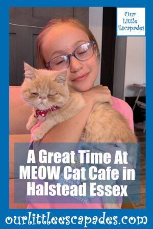 A Great Time At MEOW Cat Cafe in Halstead Essex