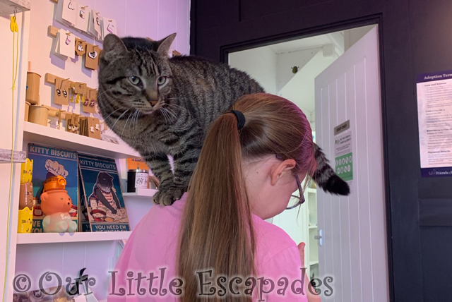 tabby cat standing little es shoulder meow cat cafe