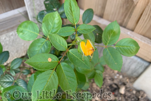 yellow rose bud