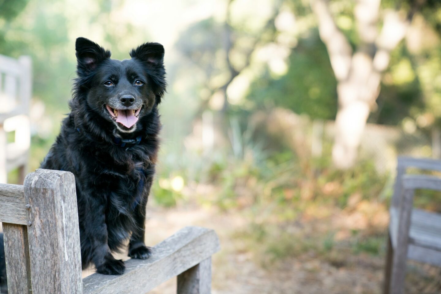 black rescue dog on brown wooden armchair